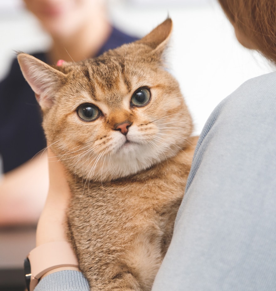A calm cat held close in its owner's arms