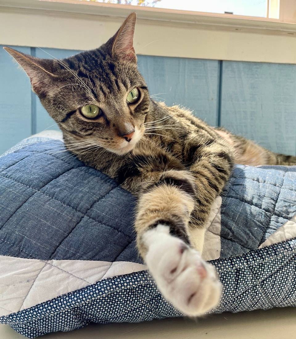 A relaxed tabby cat stretching out on a quilted bed