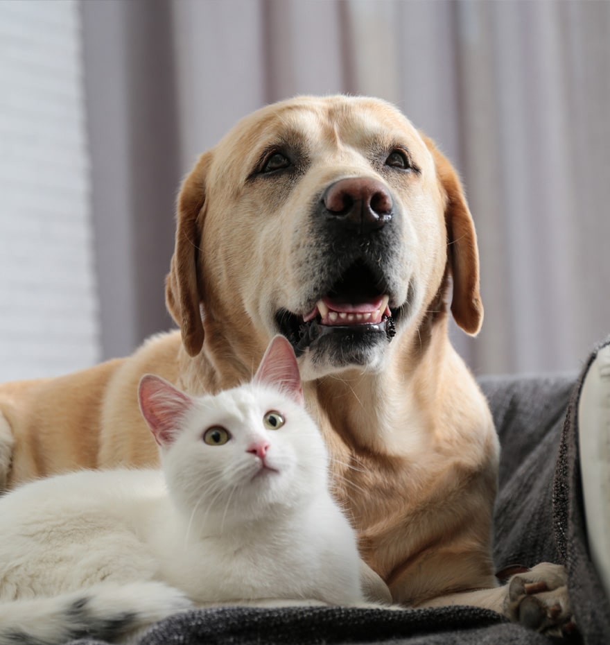 A relaxed dog and cat resting together at home