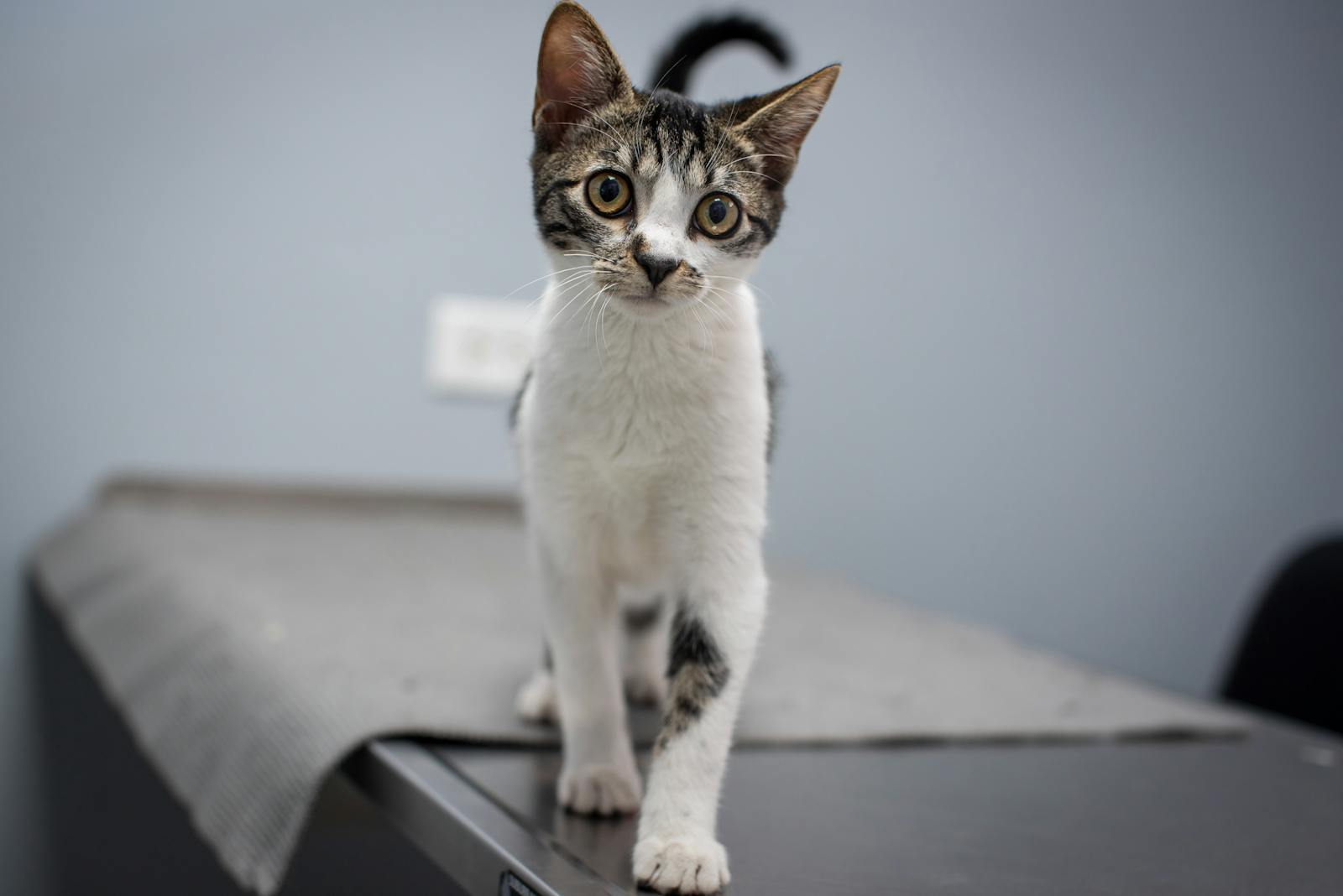 An alert kitten on a Clifton Hollow exam table