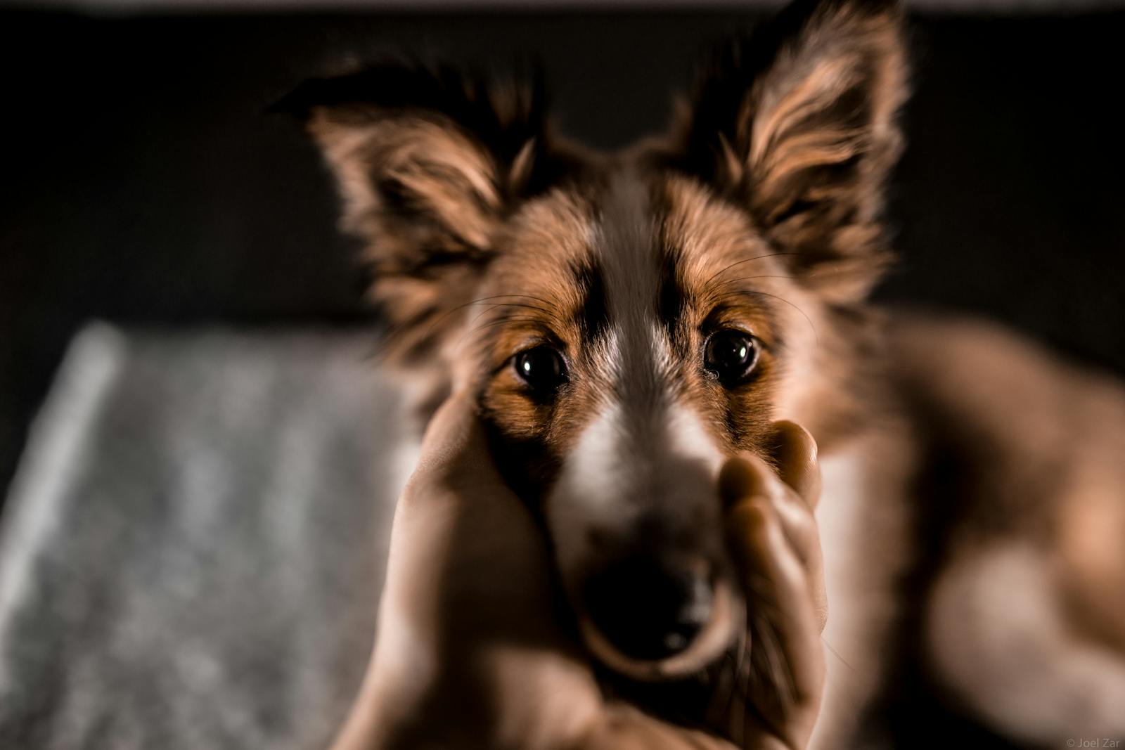 A puppy gently held in a warm pair of hands