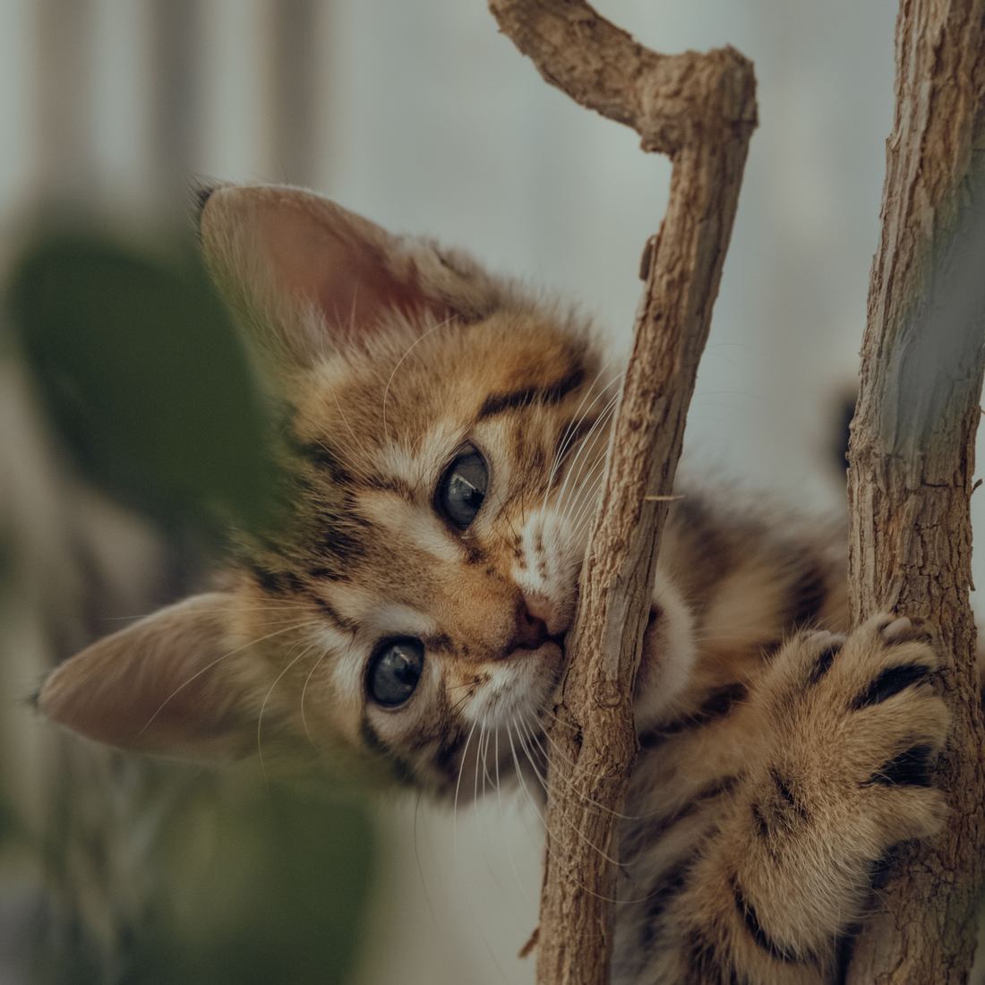 A tabby kitten hanging off a wooden branch, chewing the bark mid-play