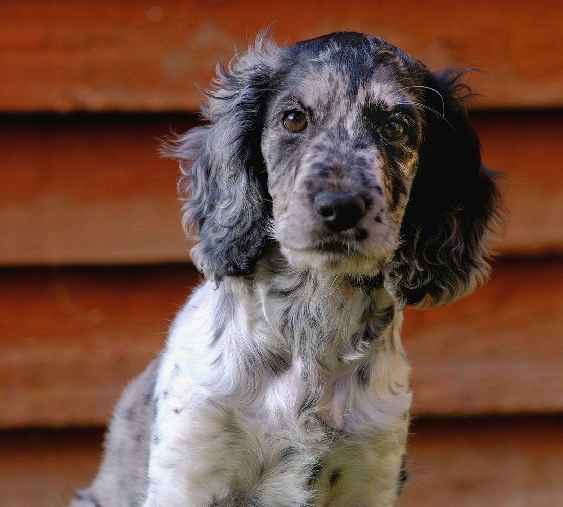 A blue roan cocker spaniel puppy sitting in front of a weathered wooden wall
