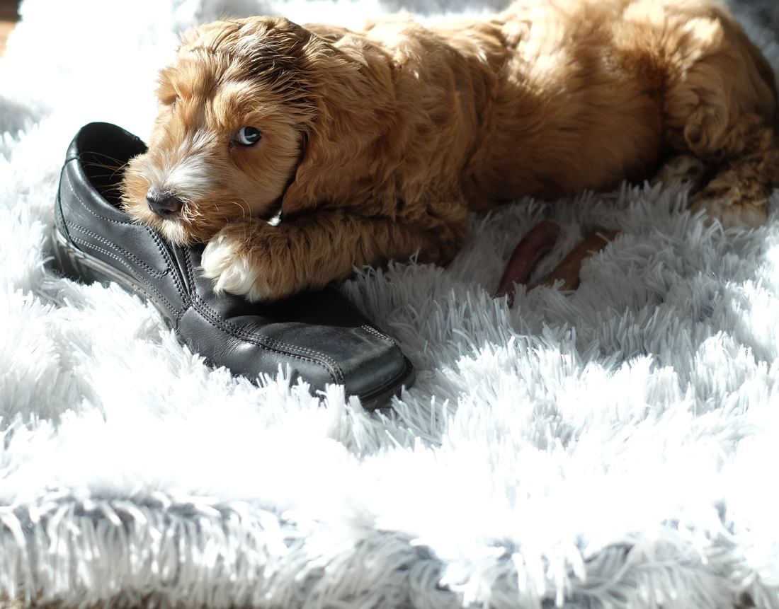 An apricot puppy resting its head on a chewed leather shoe