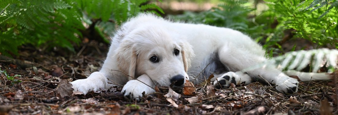 A cream puppy lying on a damp forest floor among green ferns