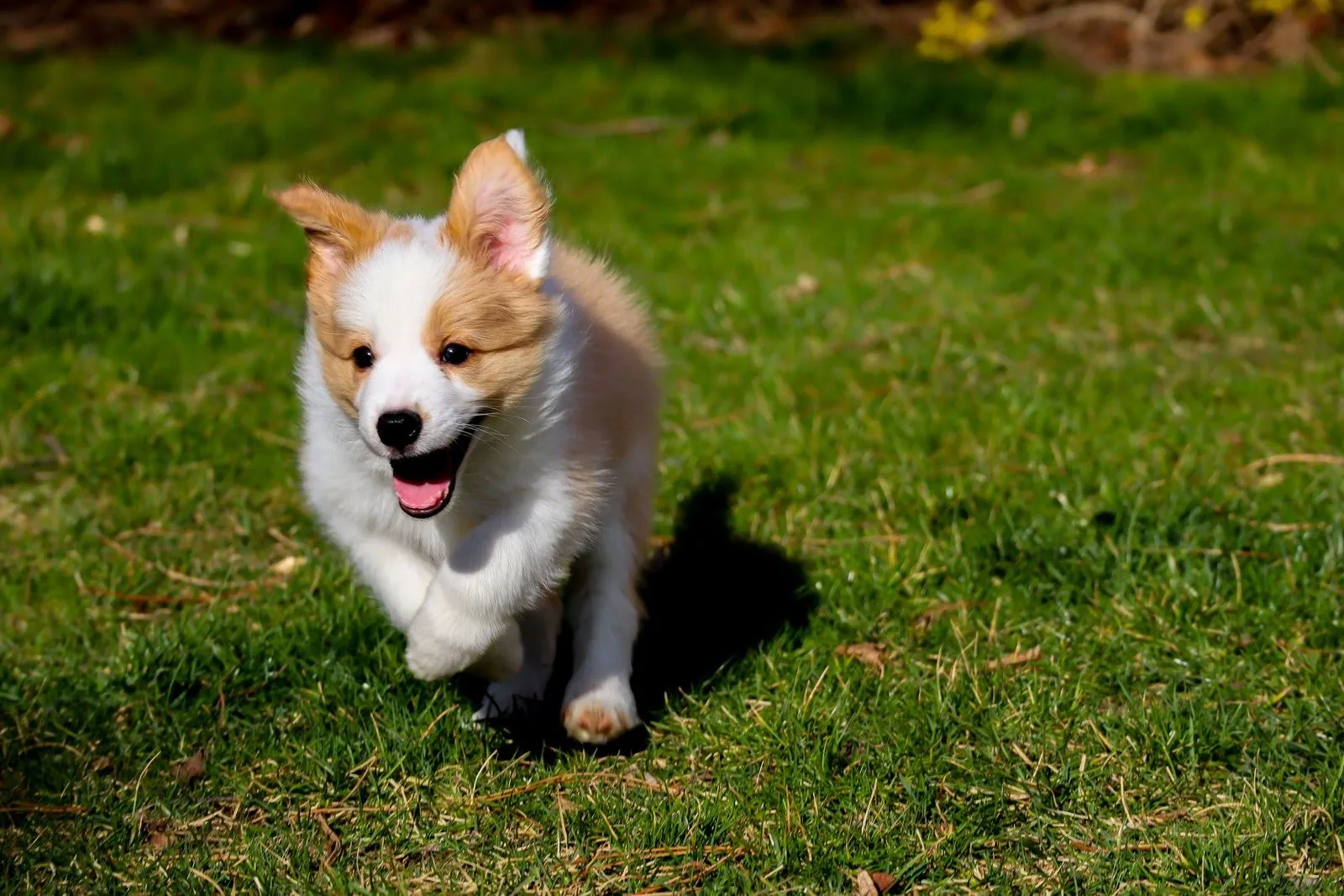 A fluffy tan and white puppy bounding across a sunny lawn toward the camera