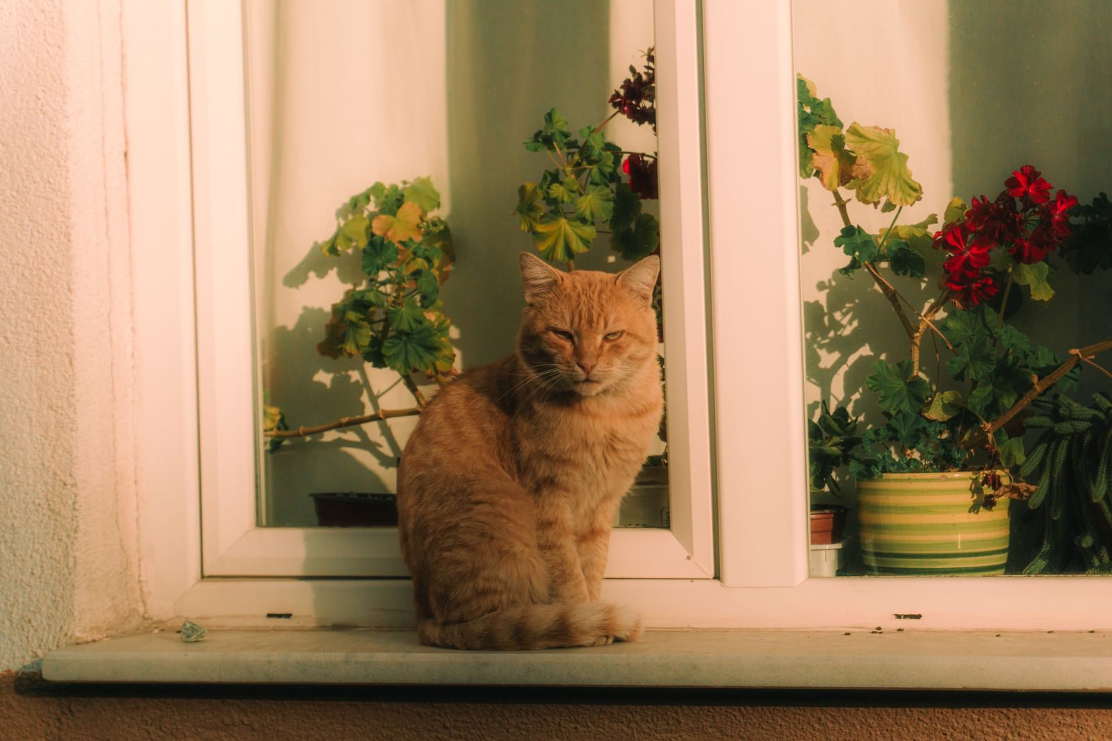 A ginger cat sitting calmly on a sunlit windowsill beside potted geraniums