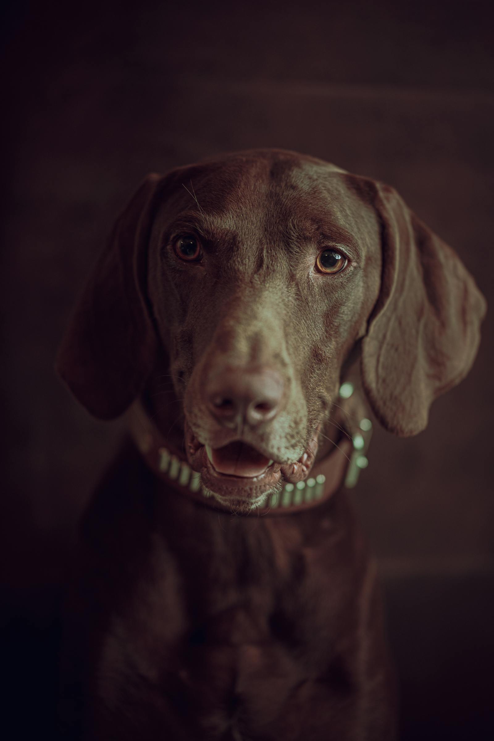 An attentive weimaraner with warm expressive eyes