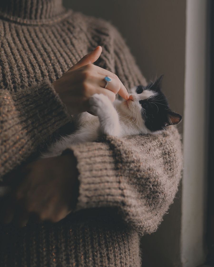A black and white cat cradled in the arm of someone in a knitted sweater, reaching up to touch their hand
