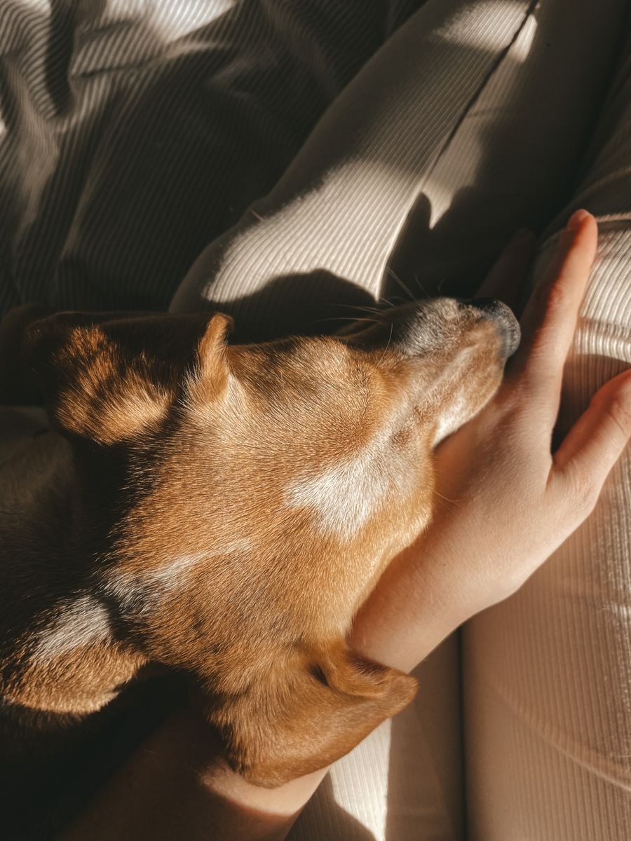 A tan and white dog resting its muzzle across an open hand in low afternoon sunlight