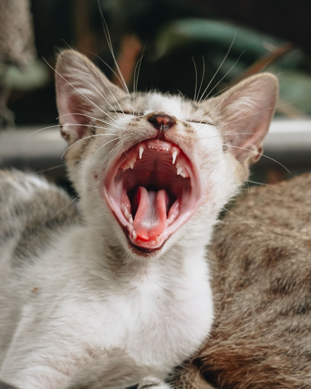A kitten mid-yawn, its small teeth and pink gums showing