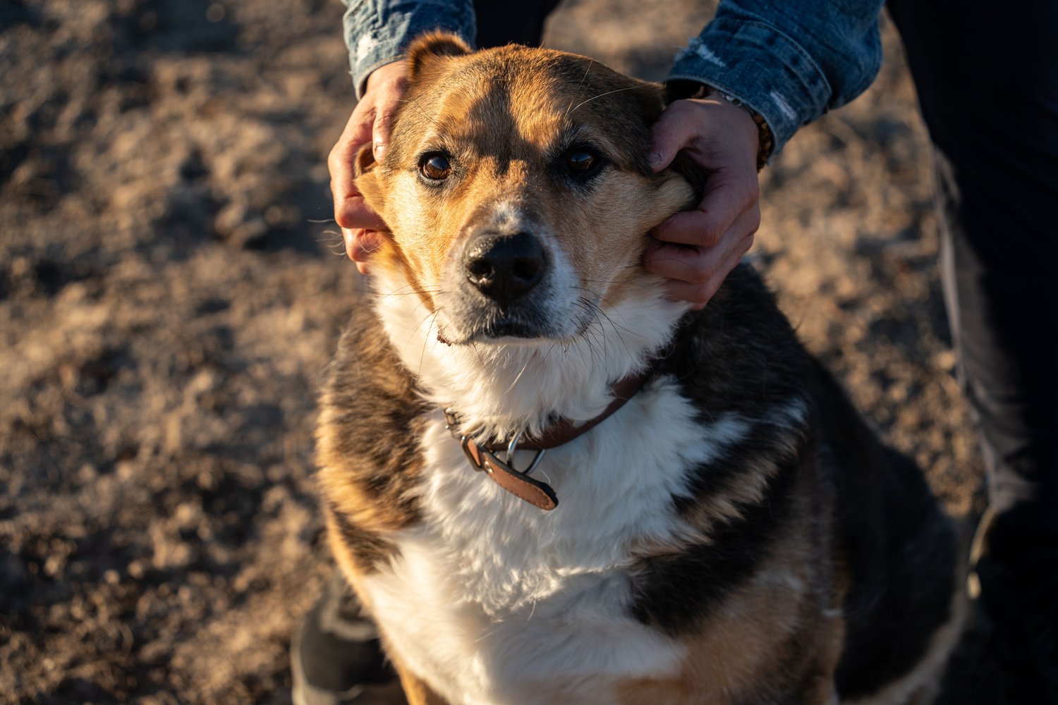A tricolour shepherd mix looking up calmly while bare hands gently cup its cheeks