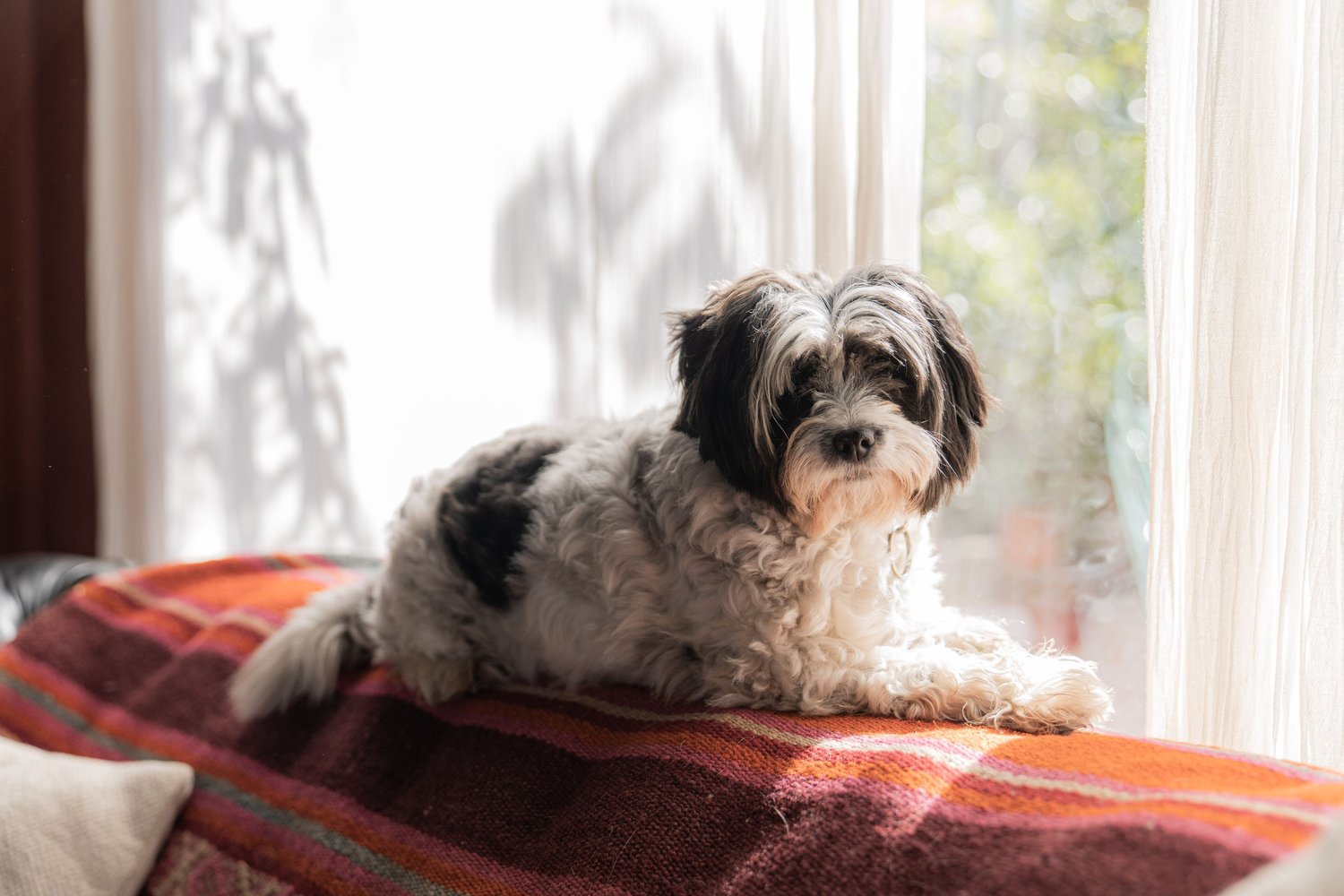 A groomed black and white Shih Tzu mix resting on a sofa by a sunlit window
