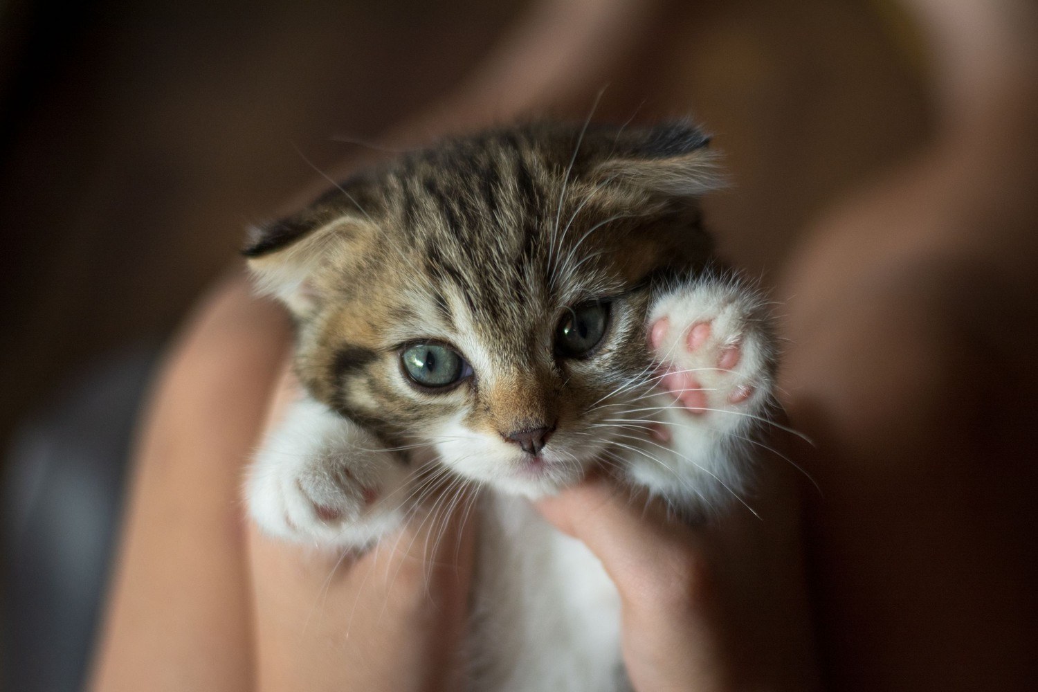 A tabby kitten with blue eyes held gently in a pair of hands, one pink paw raised