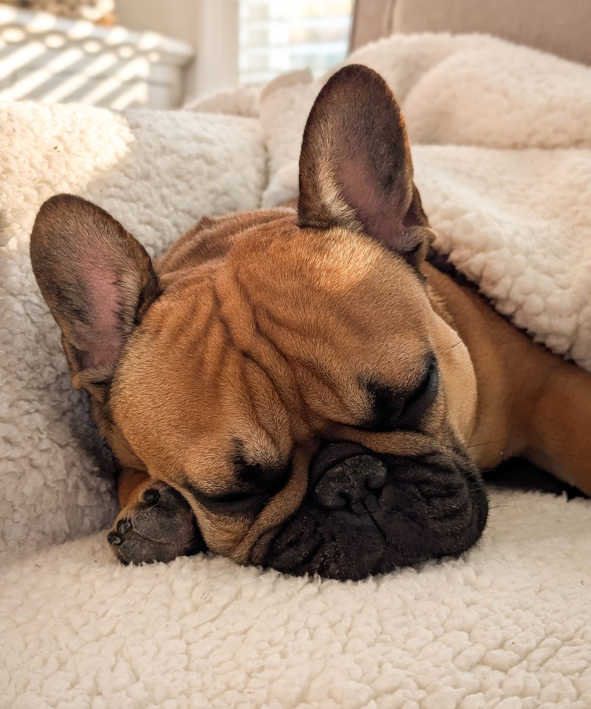 A fawn French bulldog puppy fast asleep on a cream sherpa blanket