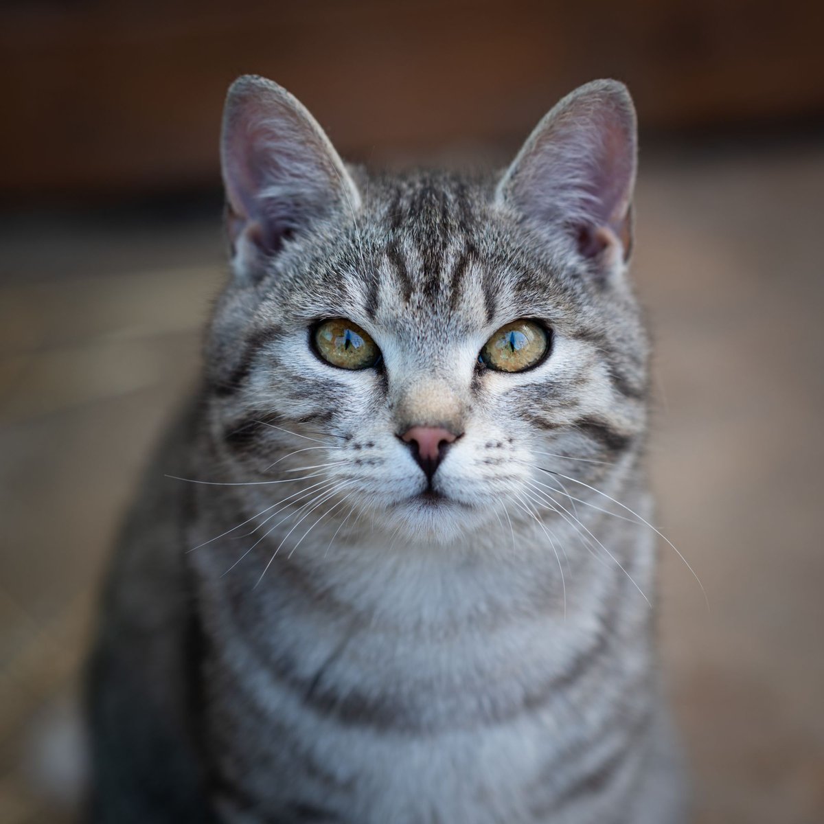 A silver tabby cat facing the camera with bright green-gold eyes