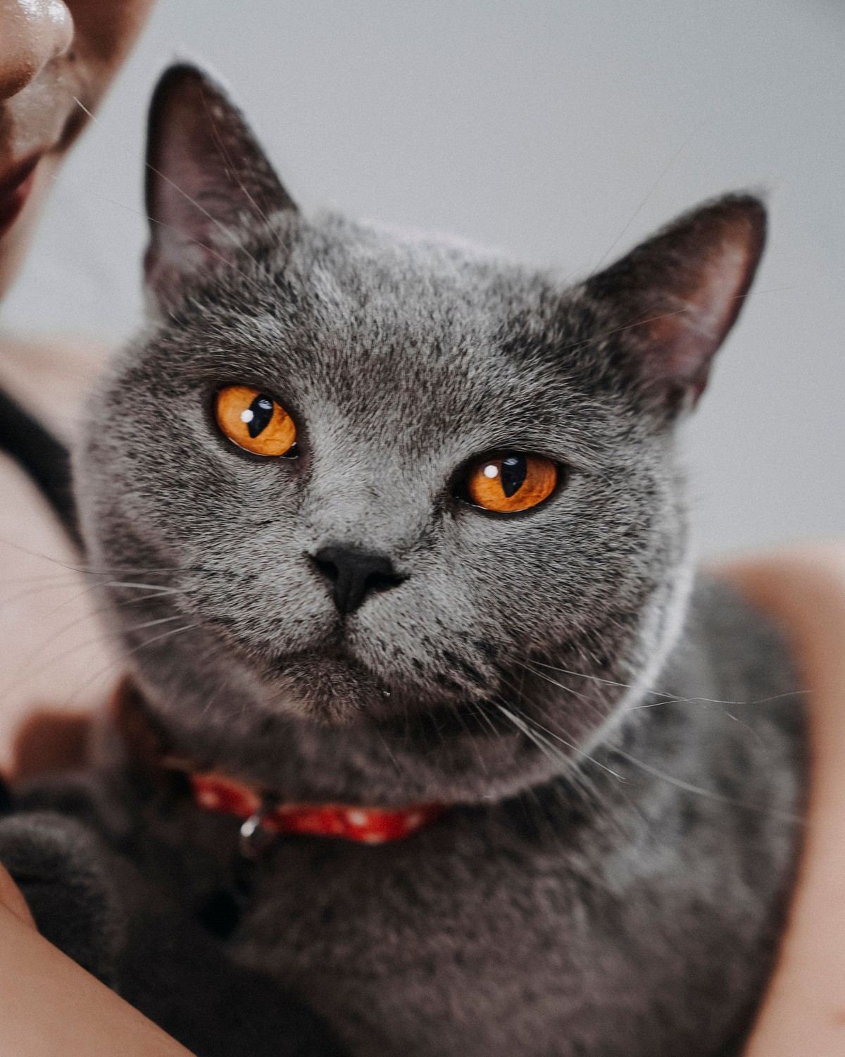 A grey British Shorthair cat with bright orange eyes, held in its person's arms