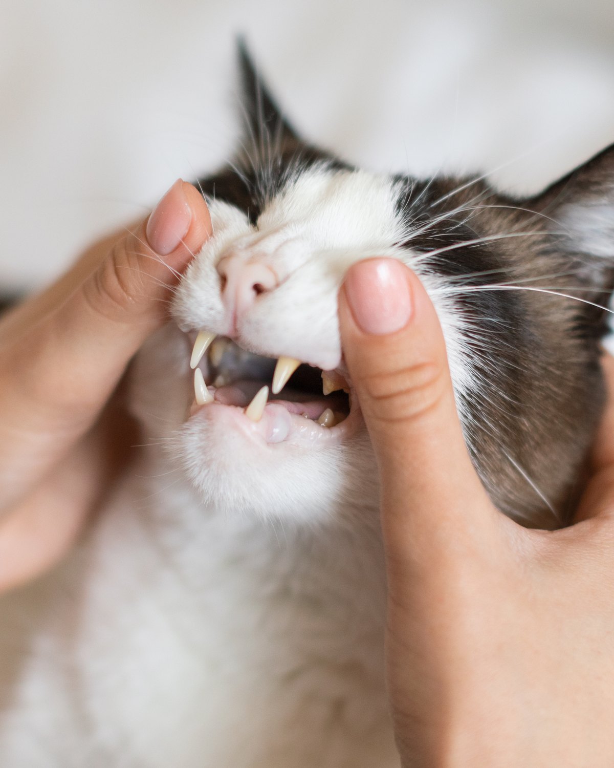 A black and white cat staying relaxed while bare hands gently lift its lip to check its teeth