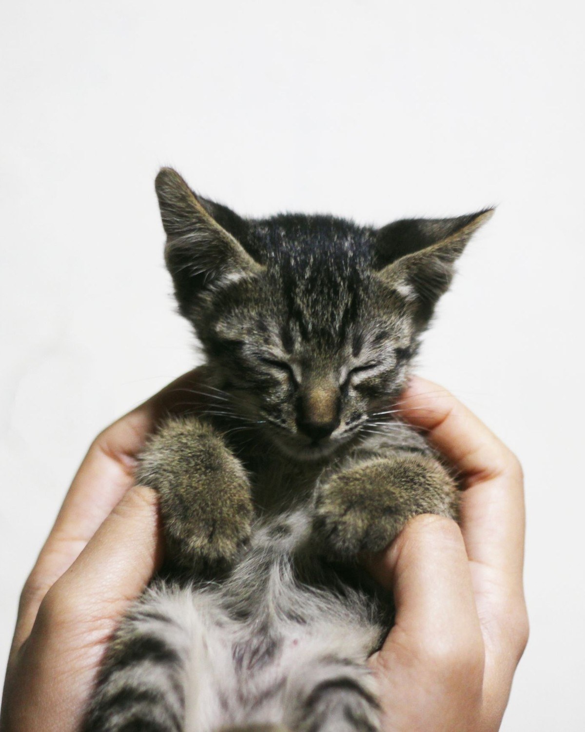 A sleepy tabby kitten cradled in a pair of bare hands