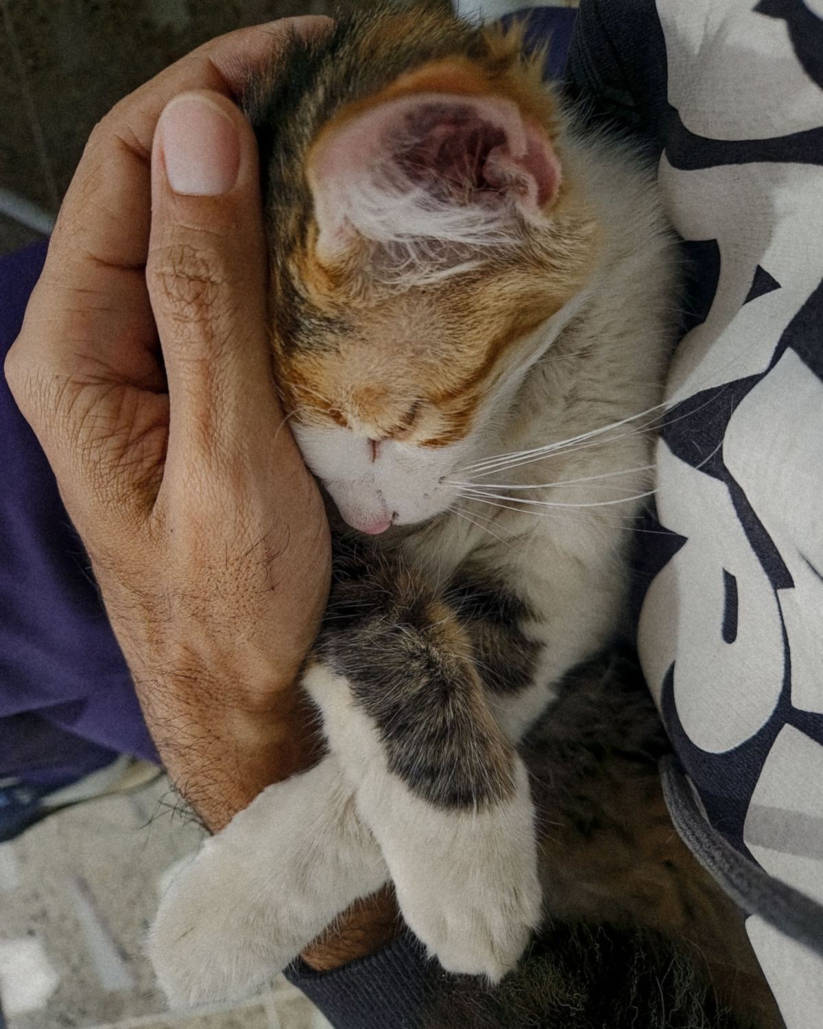 A calico cat asleep, cradled in a person's bare hand and arm
