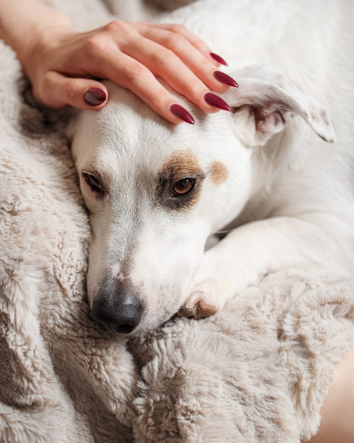 A white dog curled in a soft blanket looking up while a hand gently rests on its head