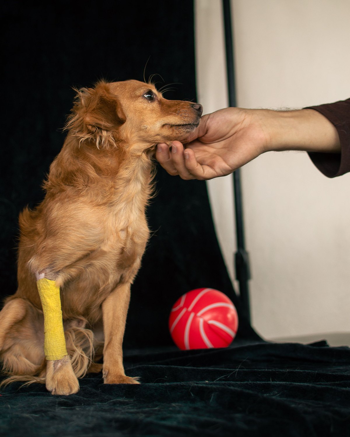 A small golden dog with a bandaged front leg sitting up to sniff a hand held out to it