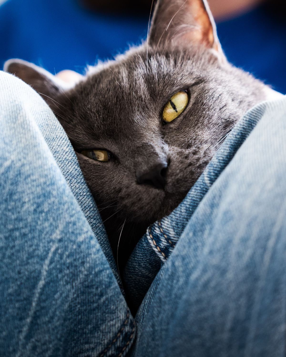A grey cat with amber eyes resting calmly between its person’s knees