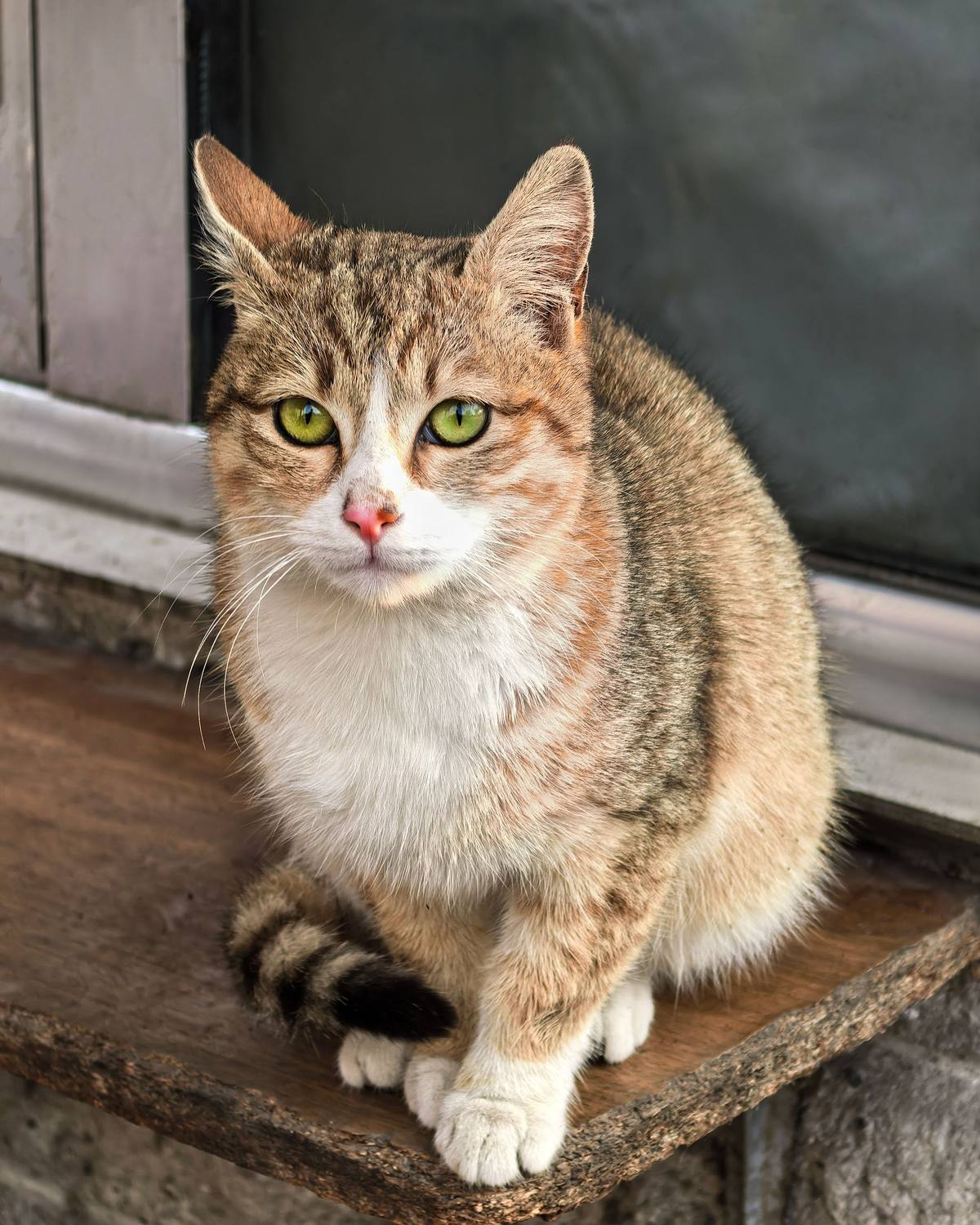 A tabby cat with green eyes sitting calmly on a sunlit windowsill, looking toward the camera