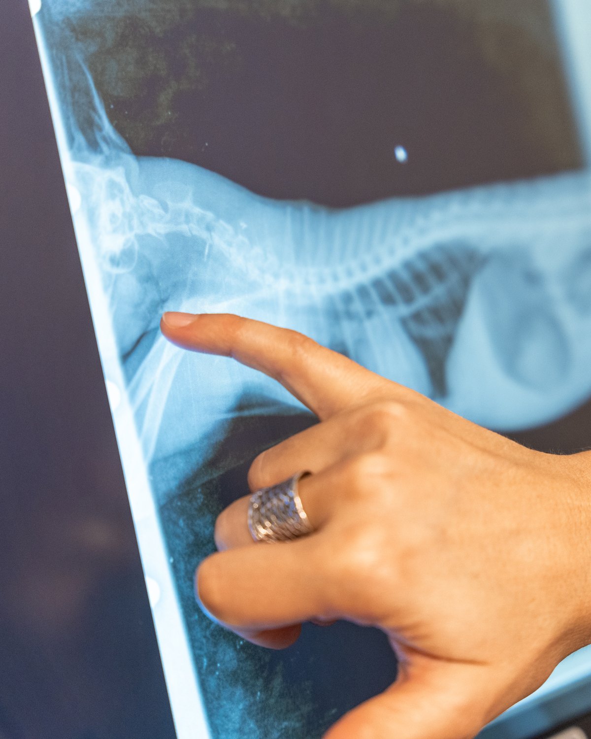 A bare hand pointing out a detail on a dog's spine X-ray displayed on a screen