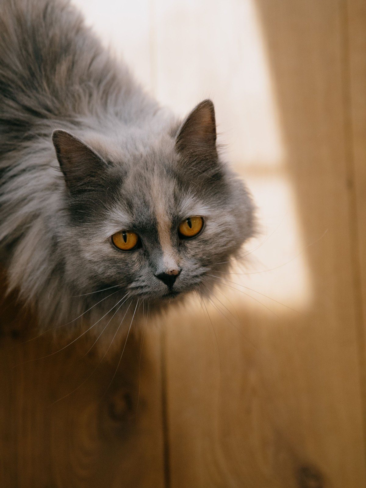 A fluffy grey cat with amber eyes looking gently up at the camera at home