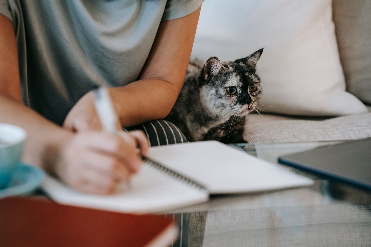 A person taking notes in a notebook on the sofa while their tortoiseshell cat rests beside them