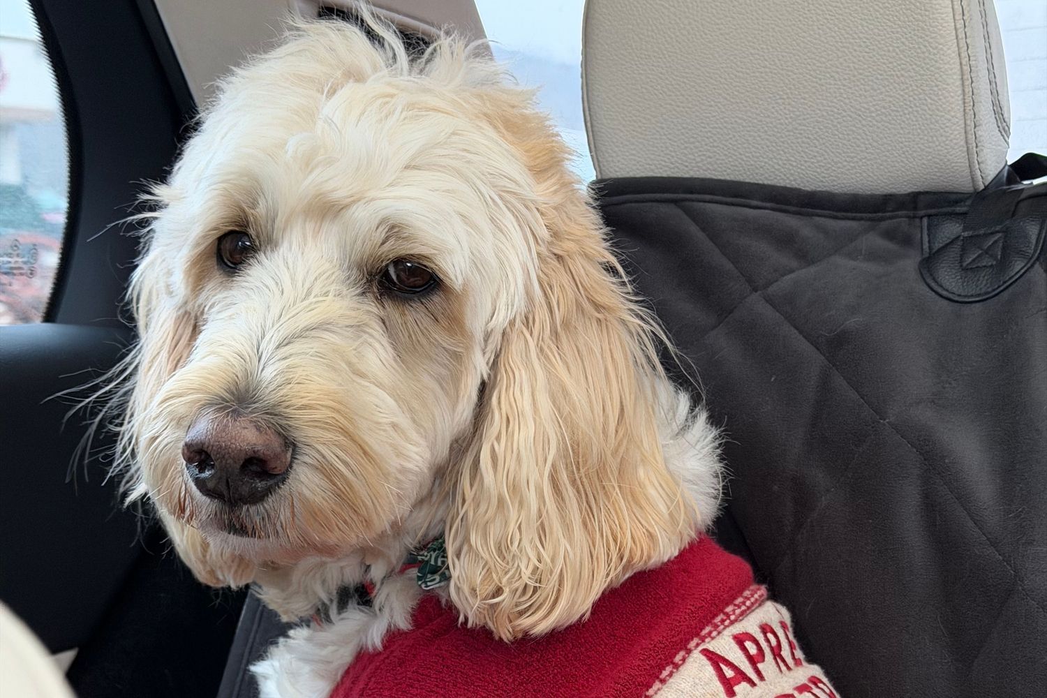 A doodle in a red sweater sitting calmly on the back seat of a car