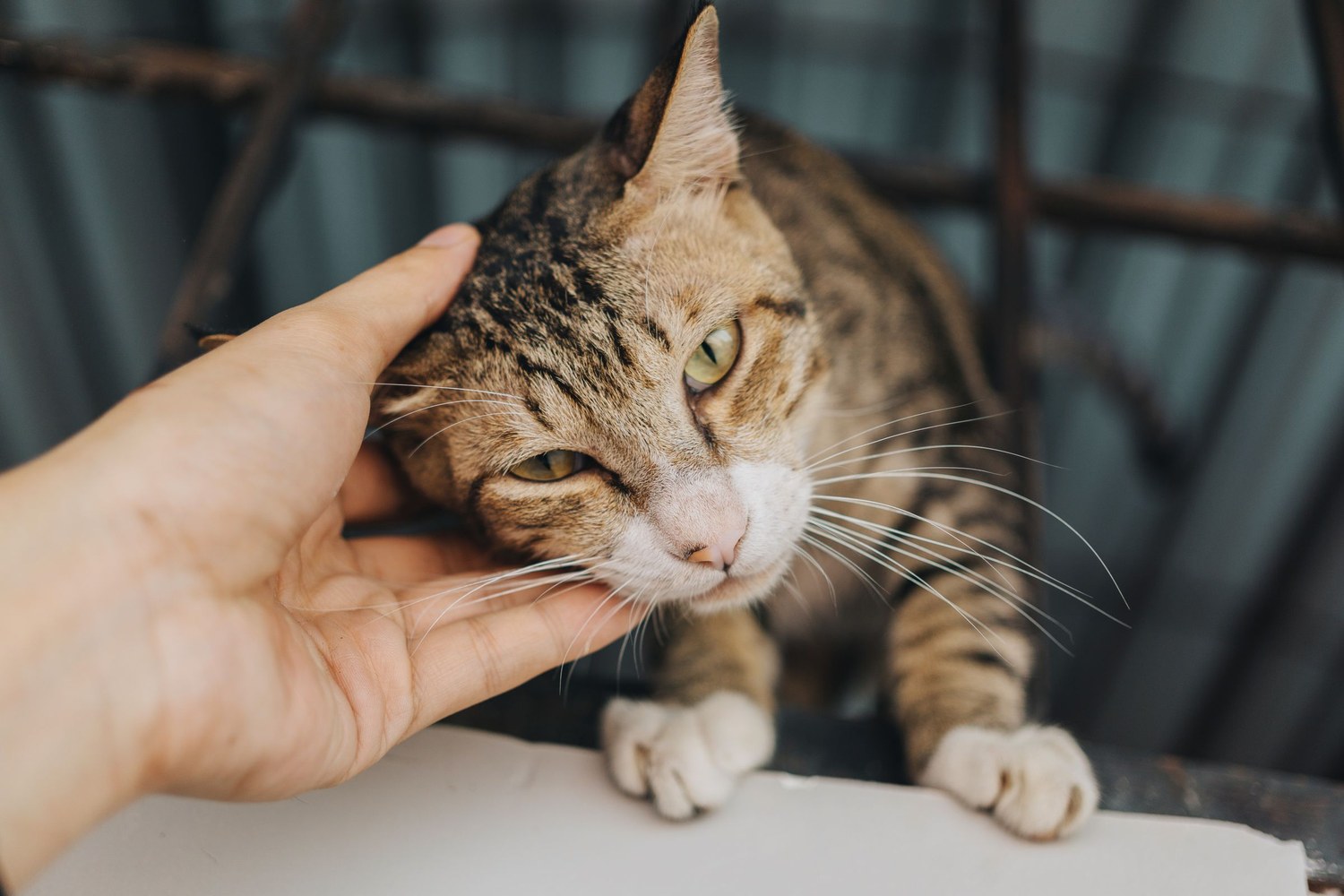 A hand gently scratching a relaxed tabby cat under the chin at home