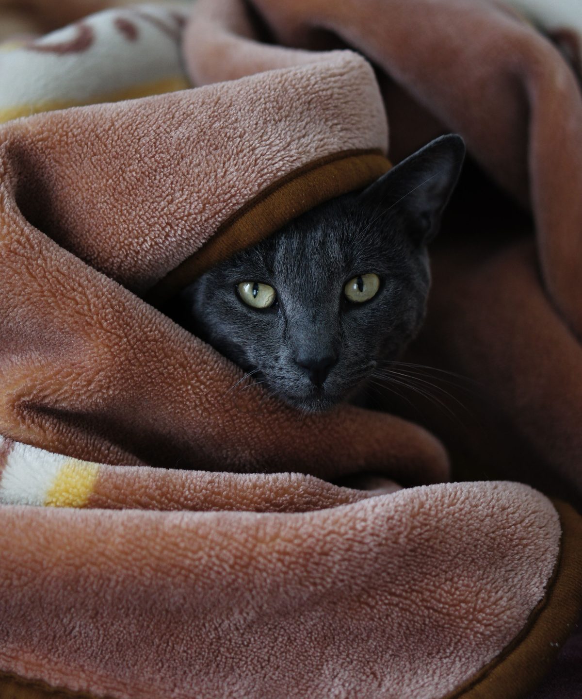 A grey cat peeking out of a brown fleece blanket, eyes calm