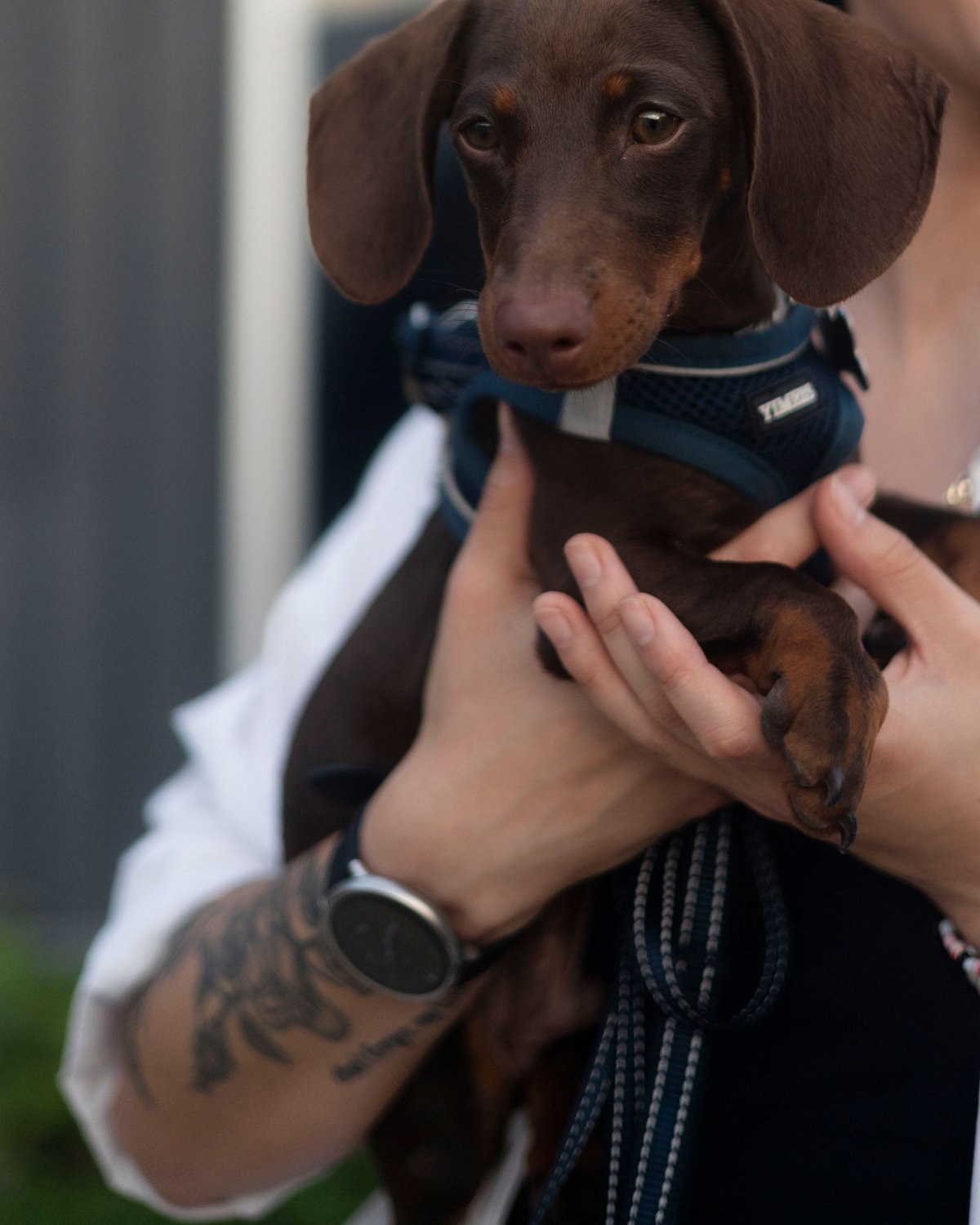 A chocolate dachshund held securely in a person's arms