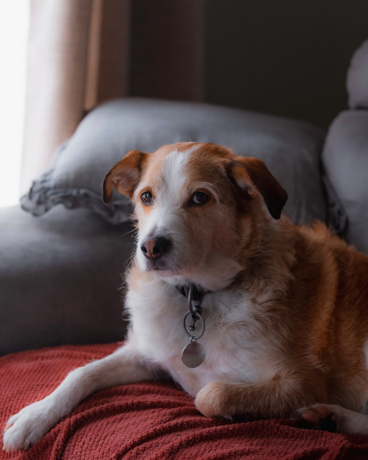 A terrier mix resting on a red blanket on the sofa, alert and a little subdued