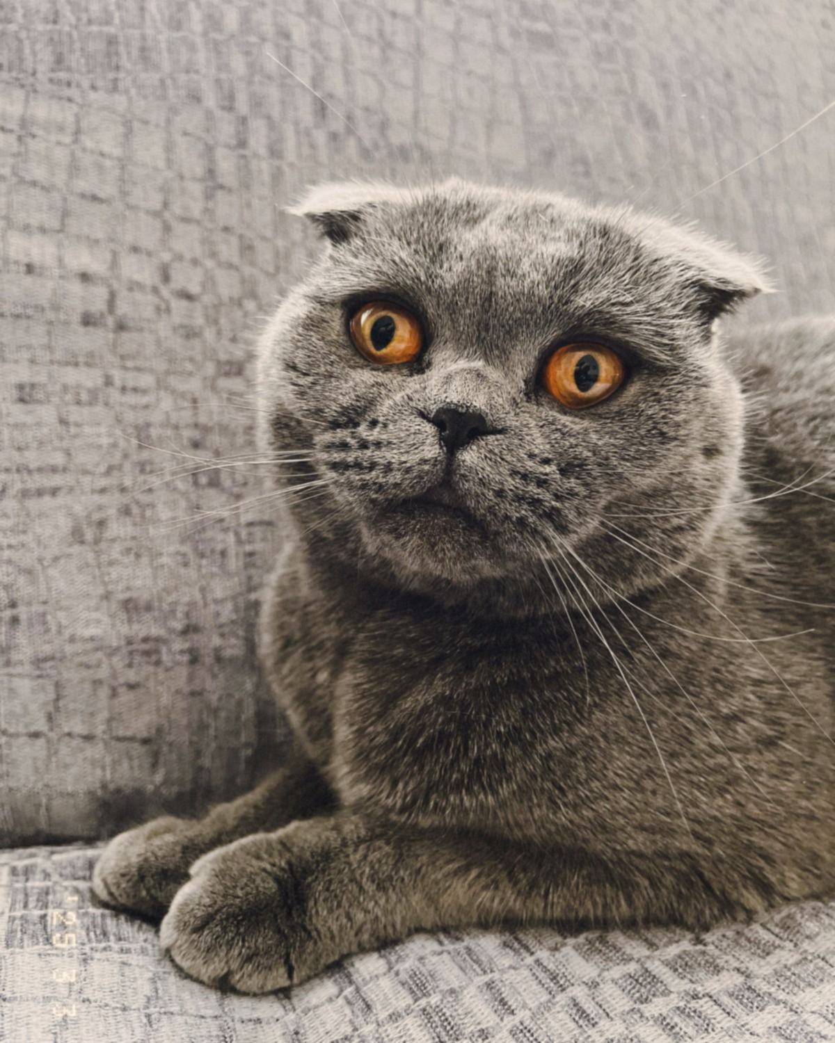 A grey Scottish Fold sitting up alert on a textured sofa throw