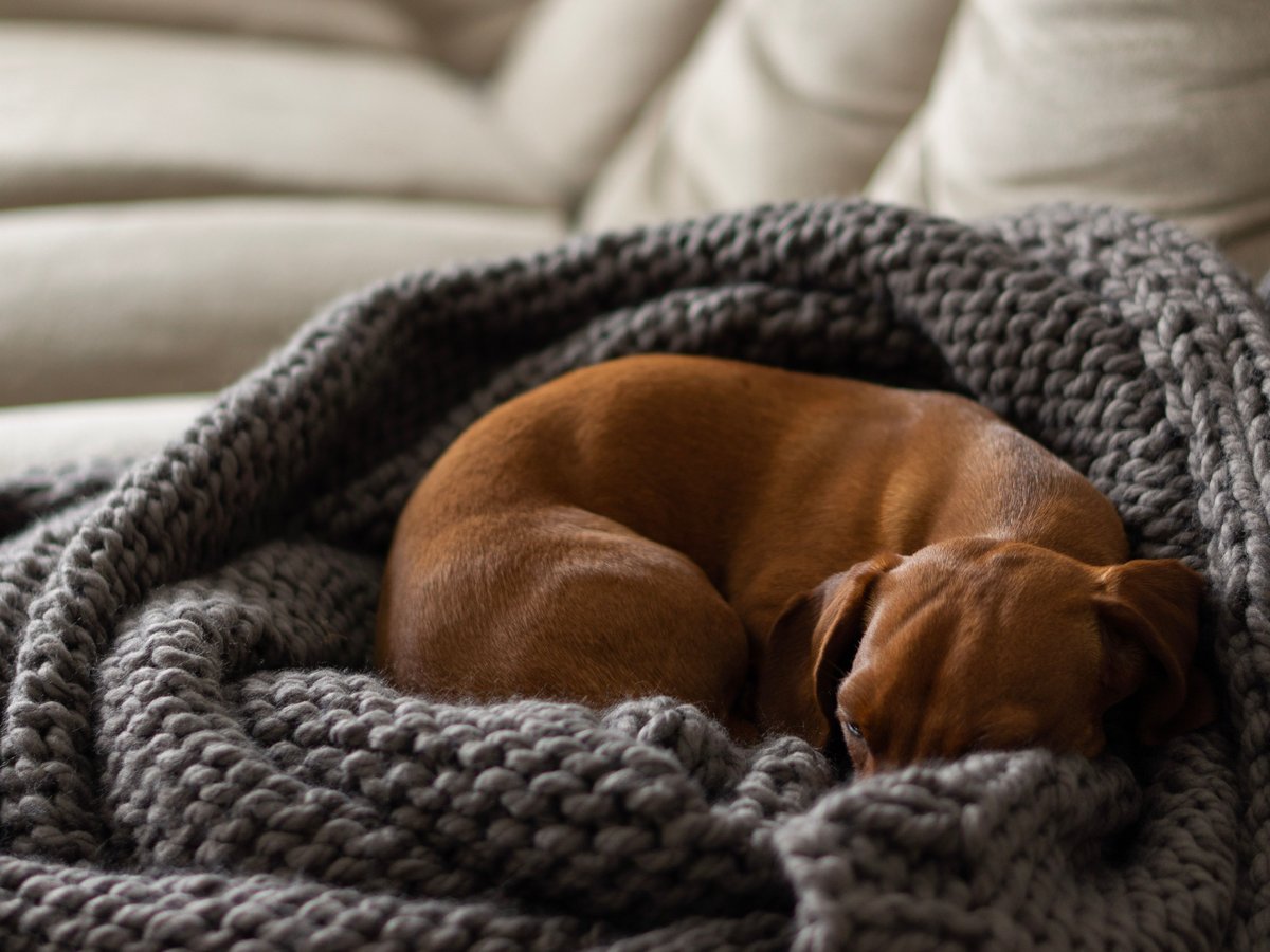A dachshund curled asleep in a grey knit blanket