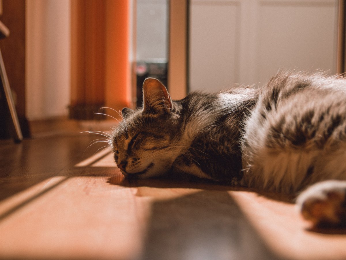 A tabby cat napping in a sunbeam on a wood floor