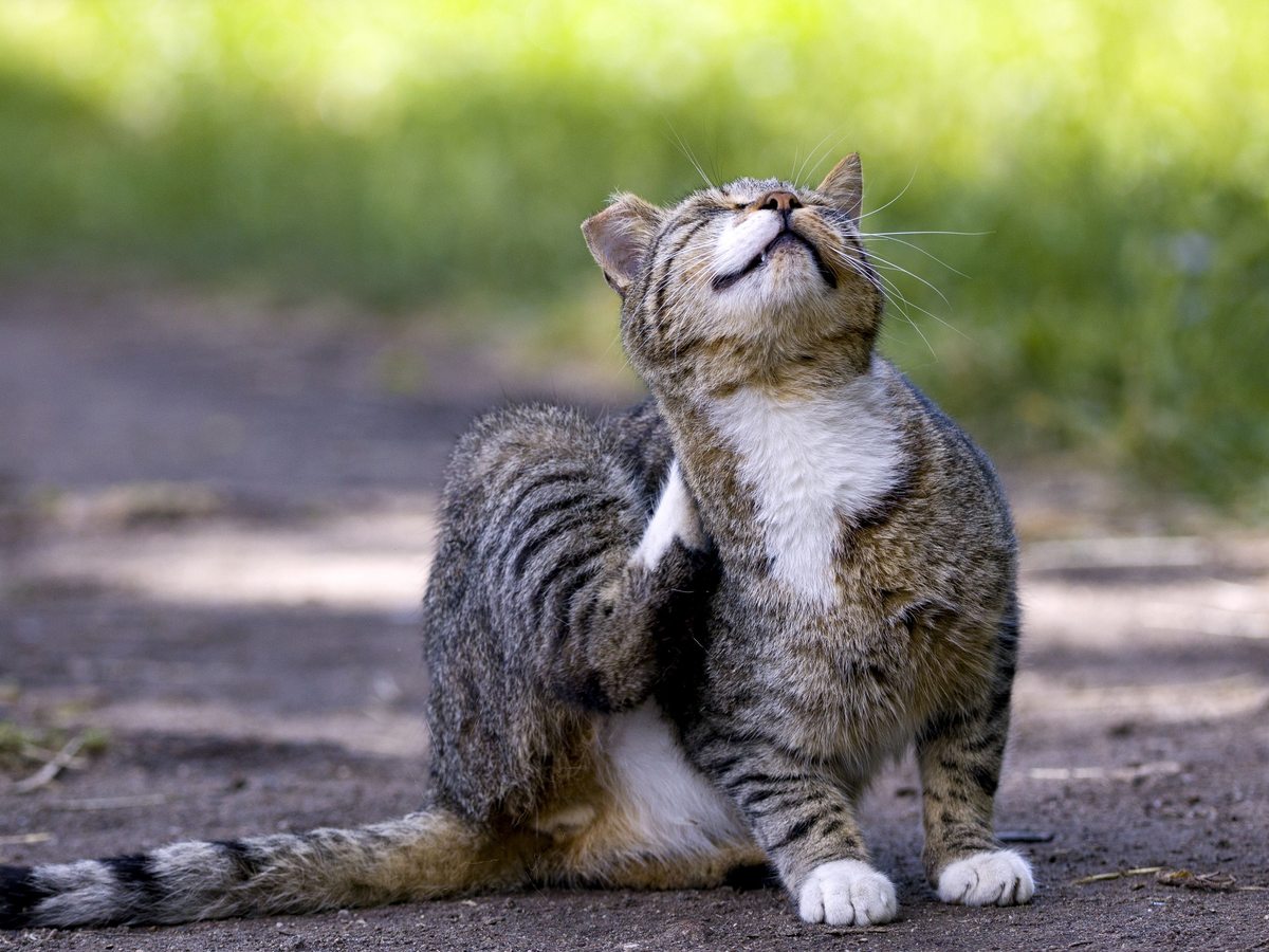 A tabby cat outdoors scratching its neck with a hind paw