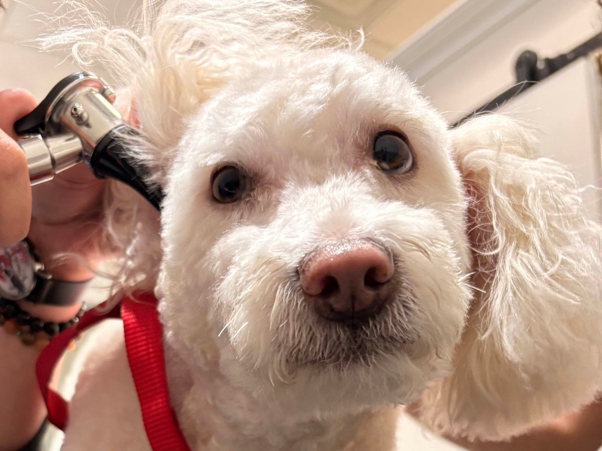 A white curly-coated dog calmly having its ear checked, bare hands only