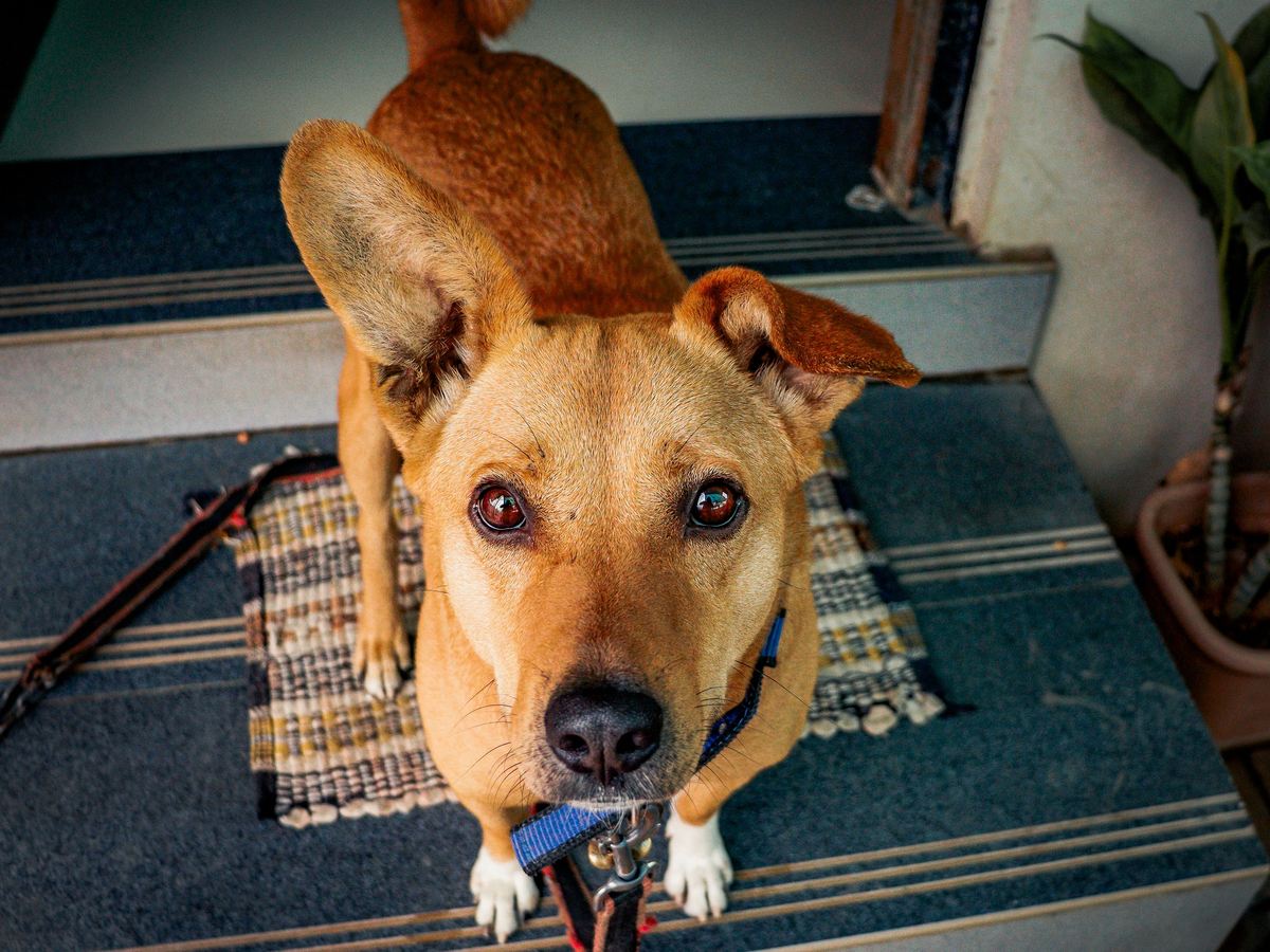 A tan dog on a leash sitting on a doormat at the front steps, looking up