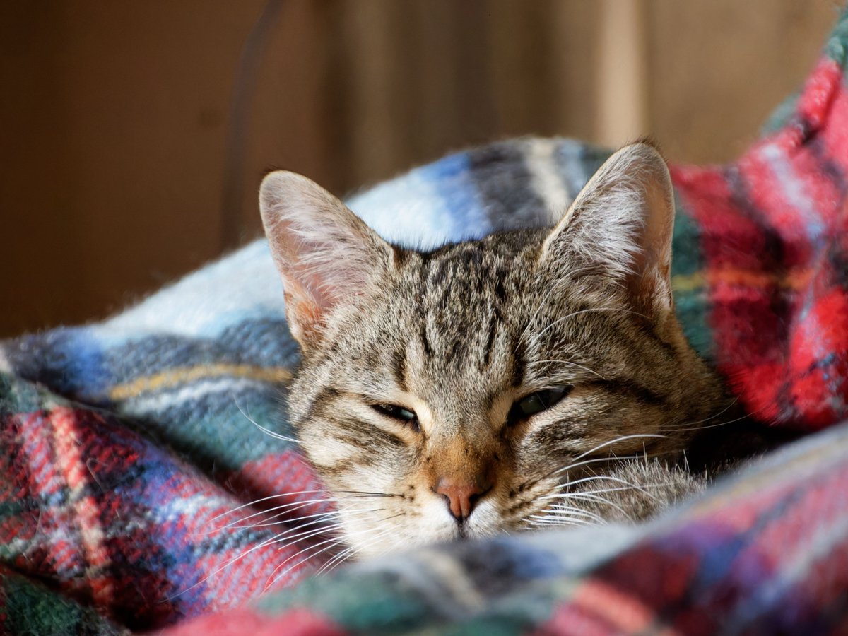 A tabby cat snug in a plaid blanket, eyes soft and clear