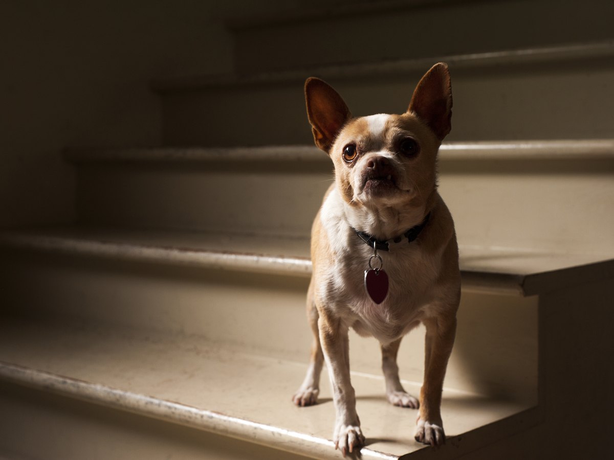 A small chihuahua standing at the foot of a staircase, looking up