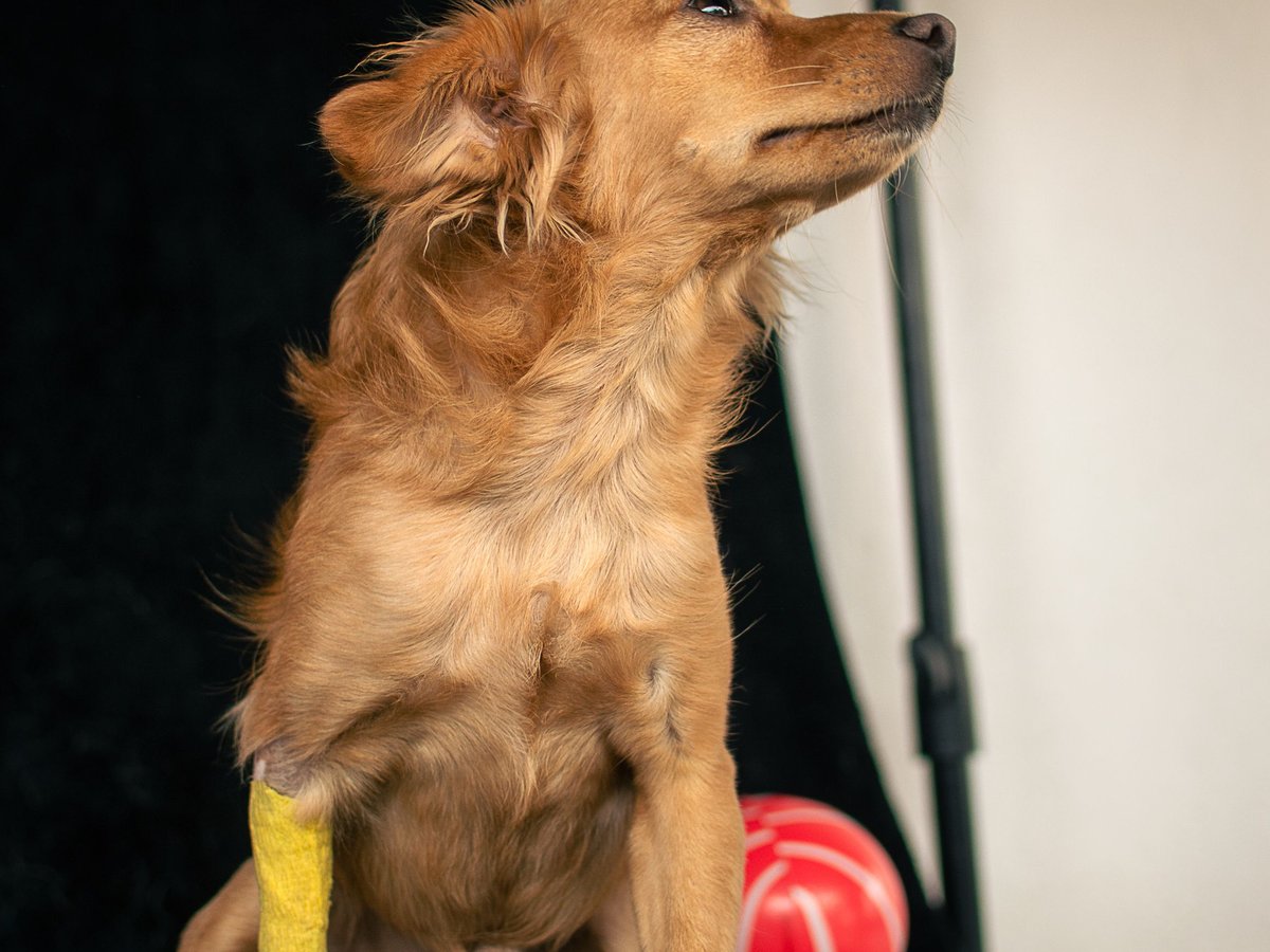 A ginger dog with a neat yellow wrap on one foreleg, looking up