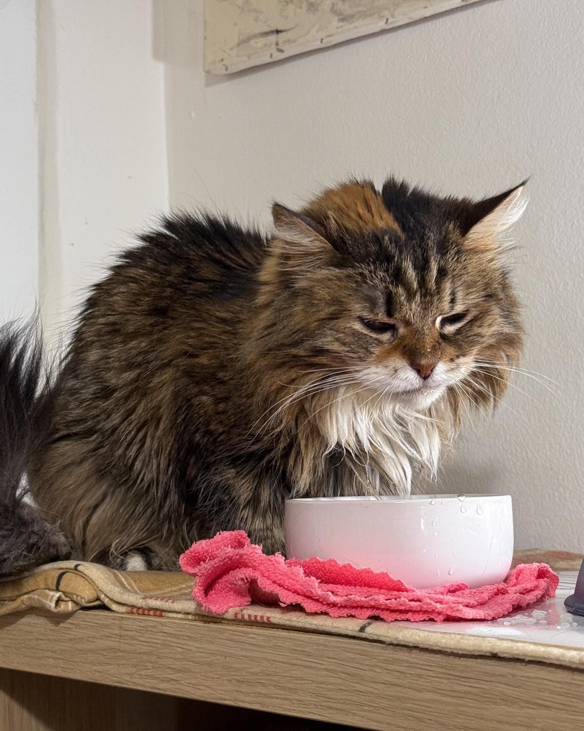 A long-haired tabby cat looking down into its water bowl at home