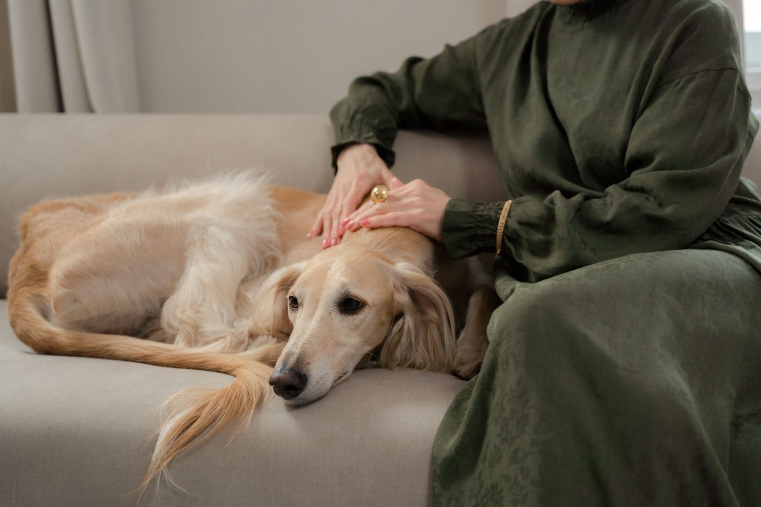 A woman's hands resting on a cream Saluki lying beside her on a linen sofa