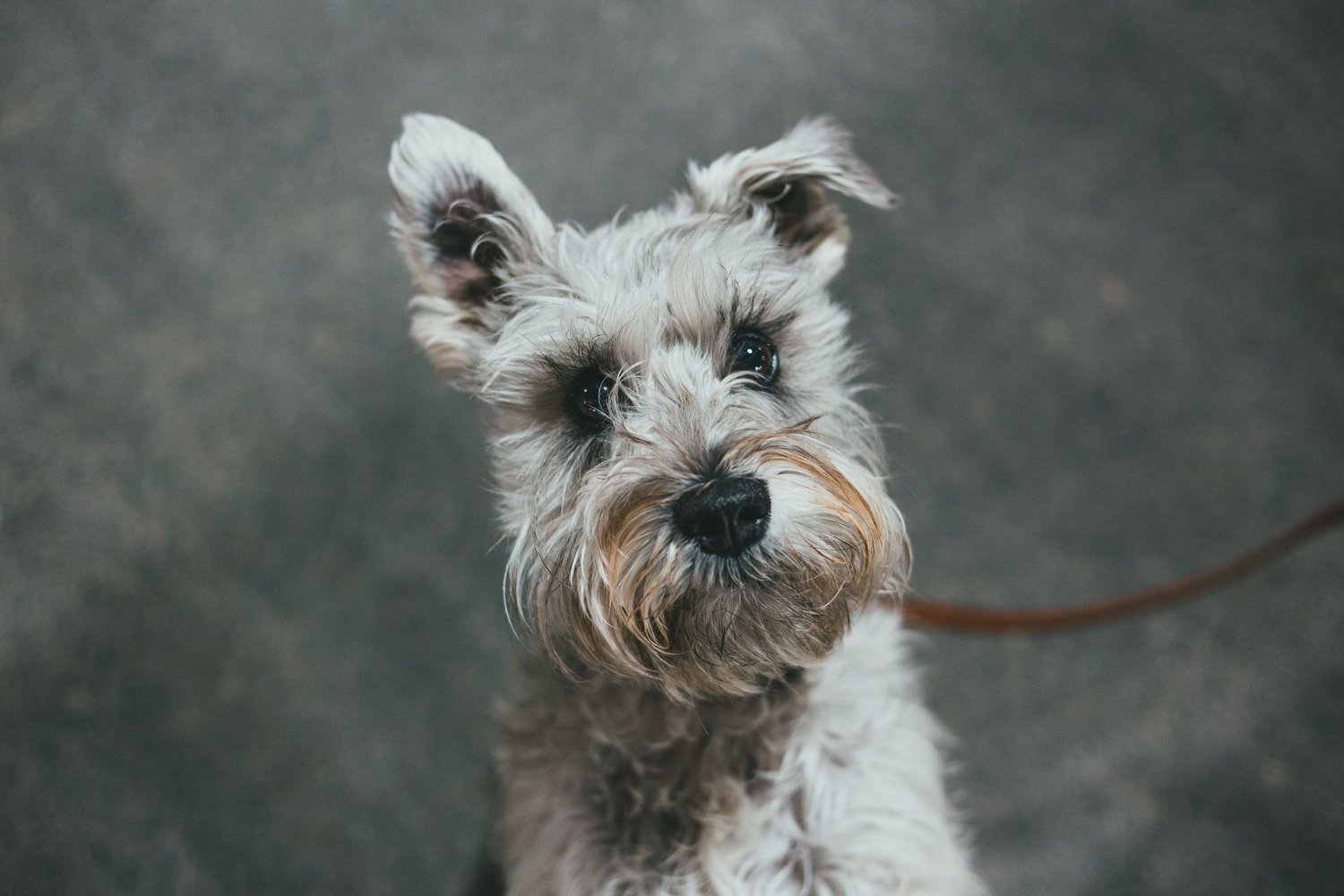 A silver-grey miniature schnauzer on a leash looking up, bright-eyed