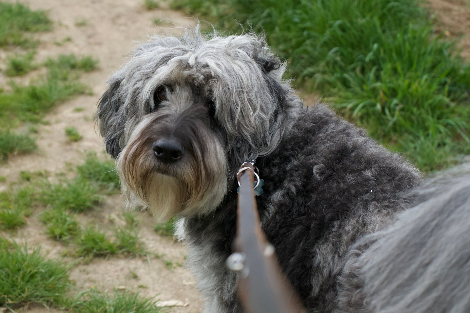 A shaggy grey dog on a leashed walk along a grassy path, looking back
