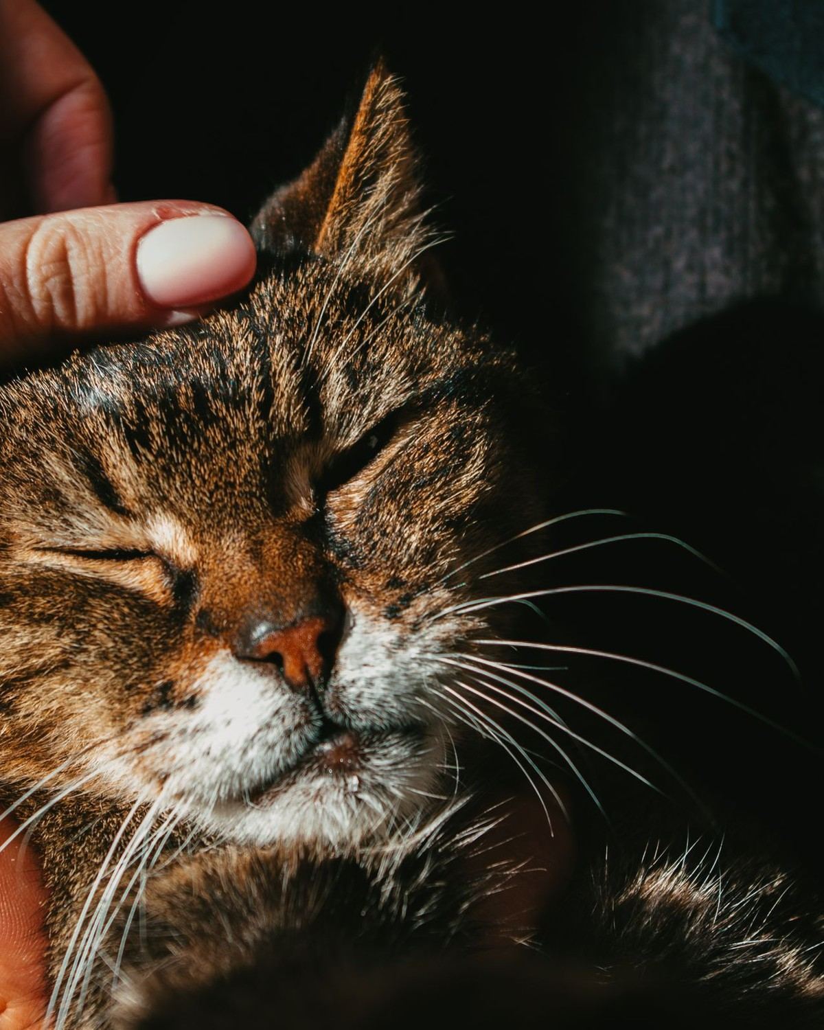 A hand rubbing an older tabby cat's head as it closes its eyes contentedly